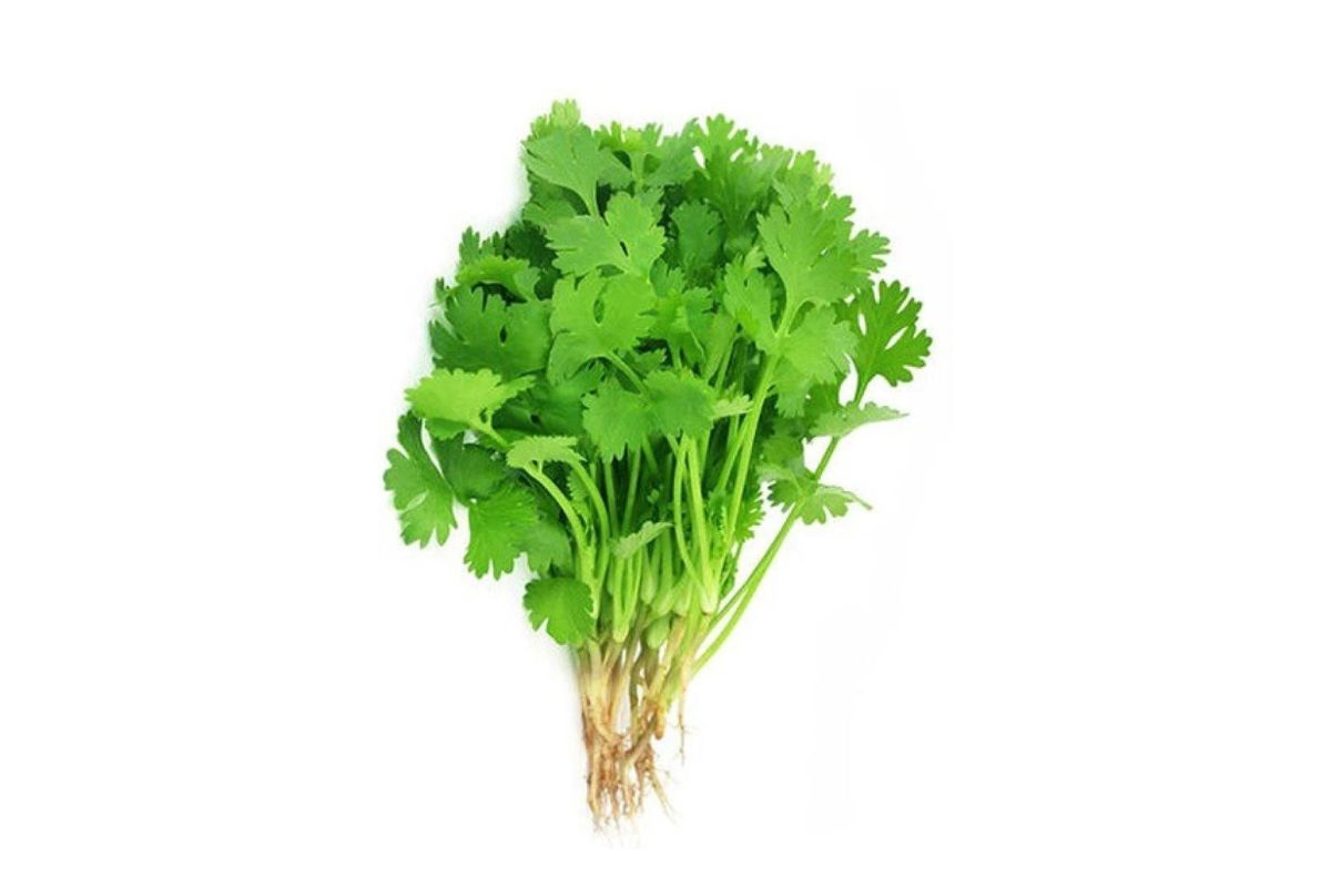 Coriander (Big Bunch)