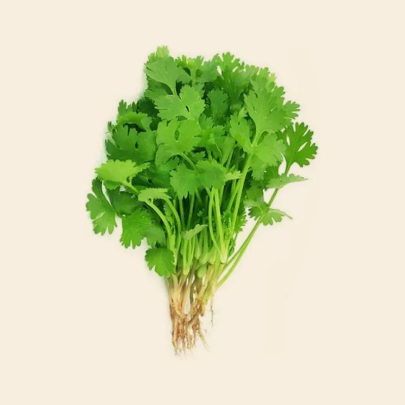 Coriander (Big Bunch)